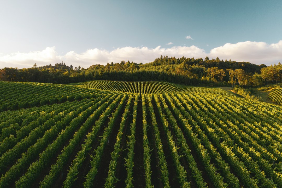 Aerial view of vineyard rows in Paso Robles wine country